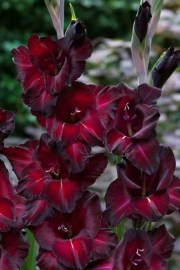 Gladiol Black Star